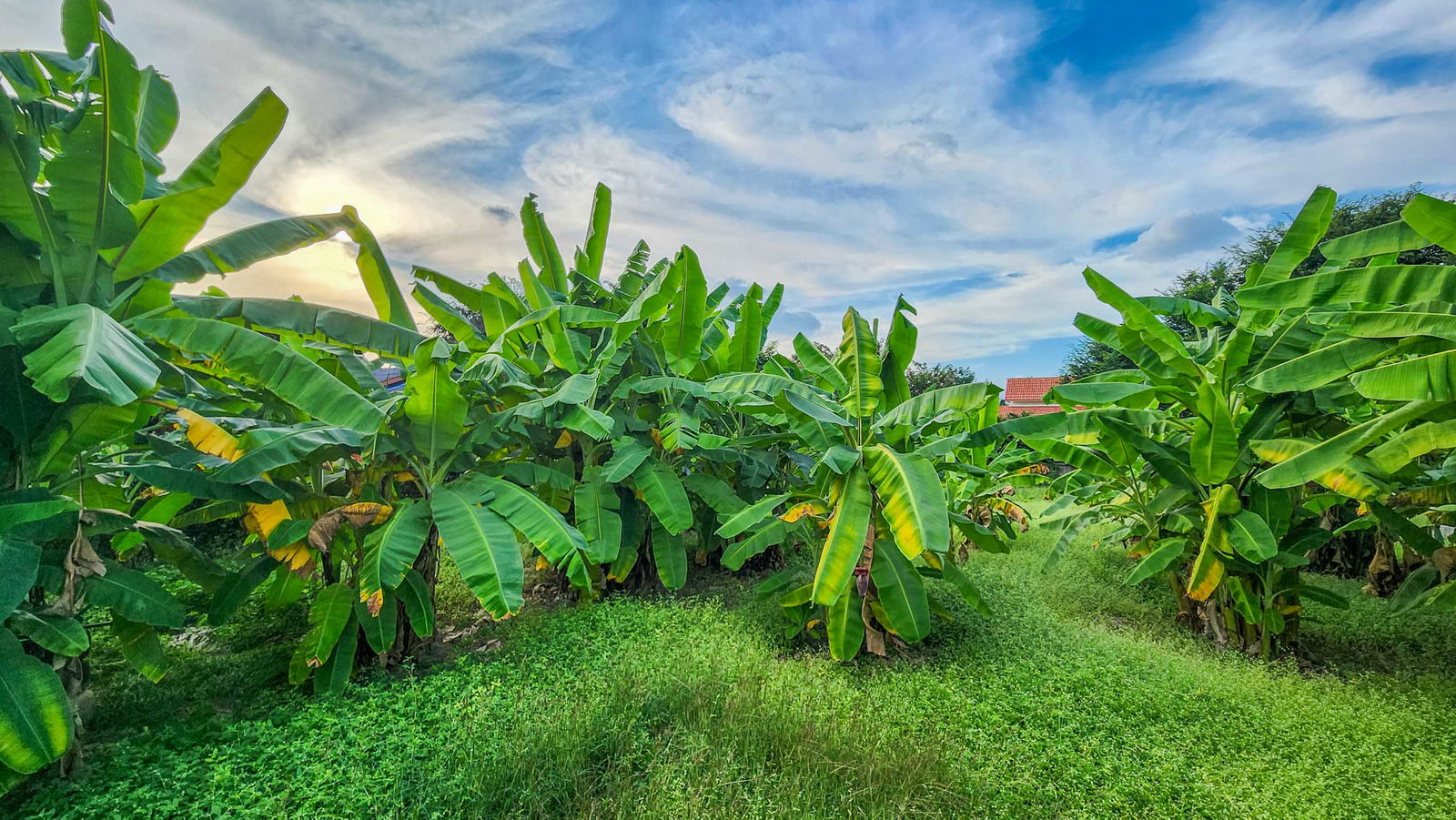 Land For Sale in Saraphi, Chiang Mai, Thailand - ID: PC-SP005