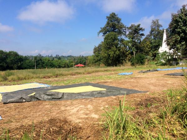 Large Plot of Land Nearly 6 Rai For Sale in Sansai Chiang Mai